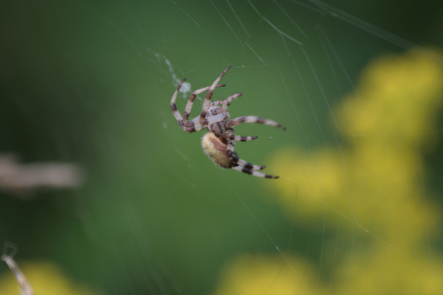 Araneus sp.